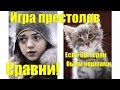 Если бы герои Игры престолов были кошками Сравни!