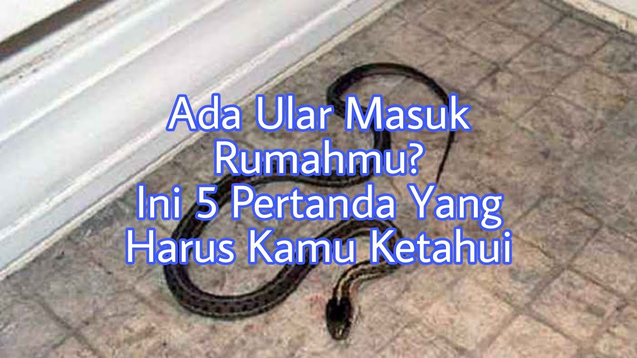 Pertanda ular masuk rumah