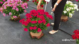 Mojo Interspecific Geranium | Lucas Greenhouses Summer Trial