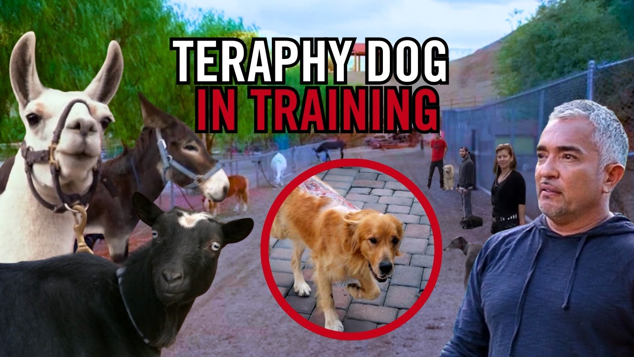 Burned by Battery Acid, This Dog Became a Hero for Burn Victims