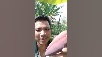 ăn hoa chuối rừng