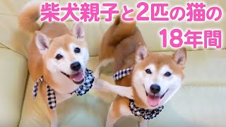 18年たった今でも…♡ みんなを笑顔にし続ける、柴犬ひかりといちご、猫のミルキーときららの軌跡です。