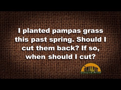 فيديو: متى يجب قطع عشب بامباس؟