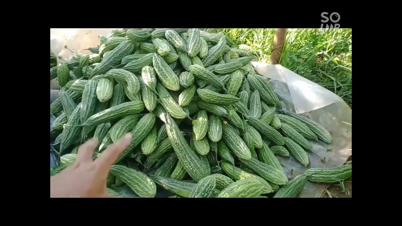 2 sako agad sa 300+ na puno lang ng Ampalaya..TUMAMA KAAGAD SA PRESYO.Please Like,Subscribe&Share