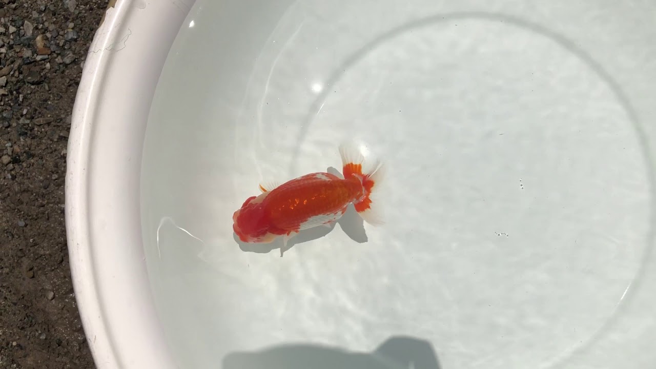 camera iphone 8 plus apk NO,1514