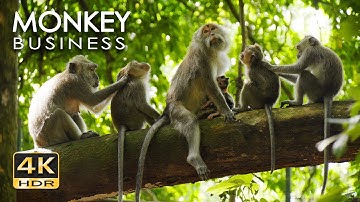 4K HDR Monkey Business - Life of Monkeys - Animal Documentary - Fun & Relaxing Music Video - No Talk