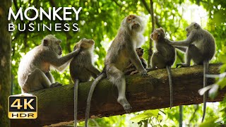 4K HDR Monkey Business - Life of Monkeys - Animal Documentary - Fun & Relaxing  - No Talk