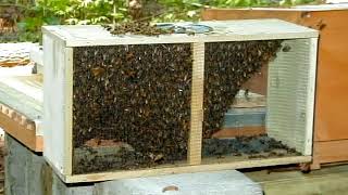 Watch a local beekeeper demonstrate the art of beekeeping at the Wa...