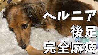 ヘルニア完全麻痺からちょっと復活までの様子【カニンヘンダックス】