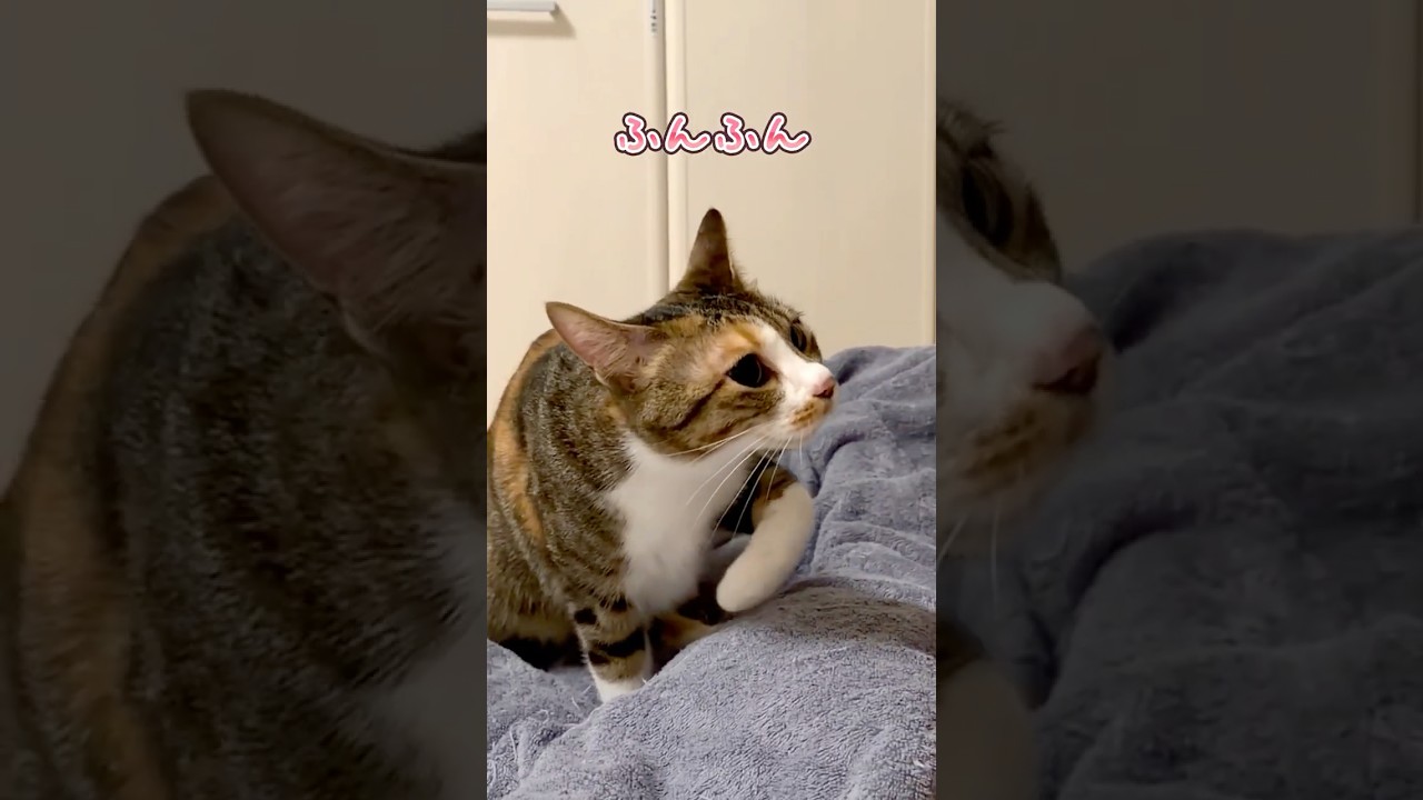 夜中に始まる猫の喧嘩 #アフレコ #三毛猫