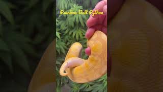 Celebrity Rainbow Ball Python! Best looking yellow snake! #ballpython #ballpythonmorphs #snake #rainbow #bp Profile