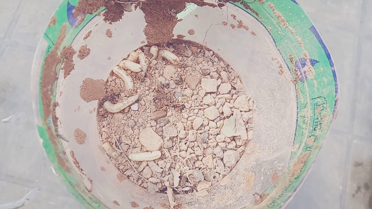 fruit fly maggots - YouTube