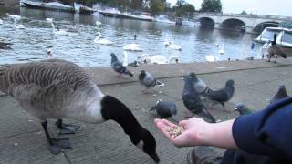 Hand Feeding Canada Geese By The Thames