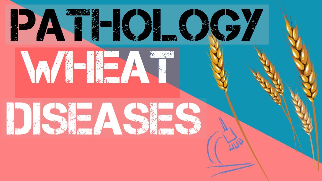Pathology part 2 for ICAR JRF : Important wheat diseases and causal organism