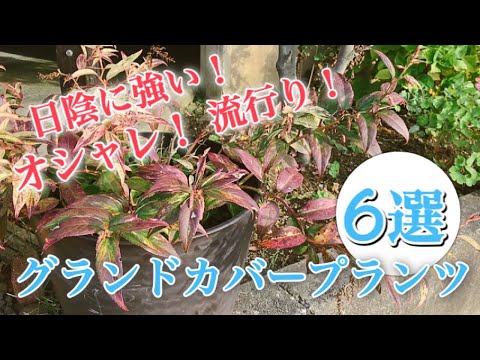 日陰に強い！オシャレ！流行り！おすすめグランドカバープランツ6選 【地被植物】