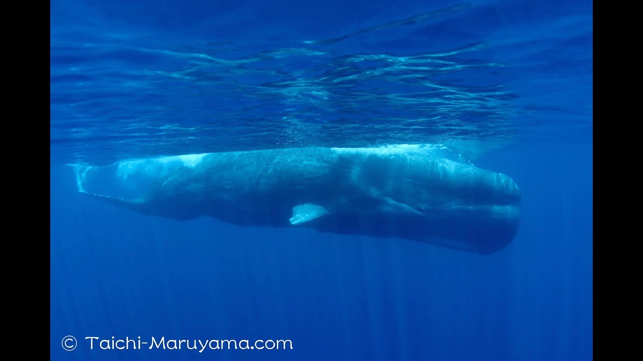 マッコウクジラに出会った瞬間 メスとオスの違い Sperm Whale Encounter Youtube