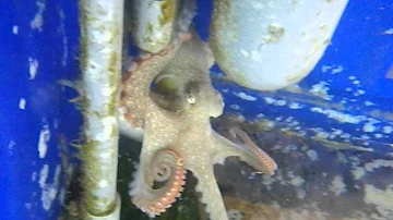 タコに餌やり