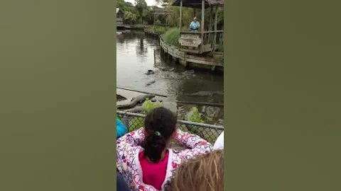 Feeding gators