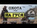 Охота на гуся Архангельская область 2019