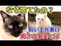 なぜ捨てたの?飼い主が激白した驚きの事実とは…?【保護猫活動】