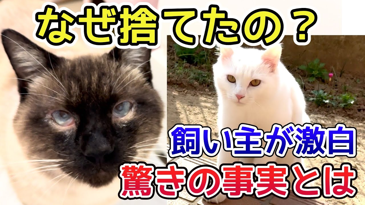 なぜ捨てたの？飼い主が激白した驚きの事実とは…？【保護猫活動】