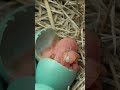 Bird Eggs Hatching 🥚🐦 #shorts #short #bird #hatching #nestbird #timelapse #babybird