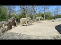 EEG Afrikanischer Elefant, Zoo Duisburg, D, 08.04.2025, Saiwa, Daisy und Etosha auf der Außenanlage.