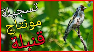 تسجيلة قنبلة مونتاج من أروع ما يكون ربيع 2021 | chant chardonneret montage