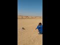 تدريب الصقور ترويض الصقور 3 تدريب الصقور ترويض الصقور 3