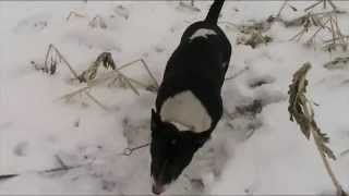 Bull Terrier Grommit In Fierce Fight With Snowstorm Part 3