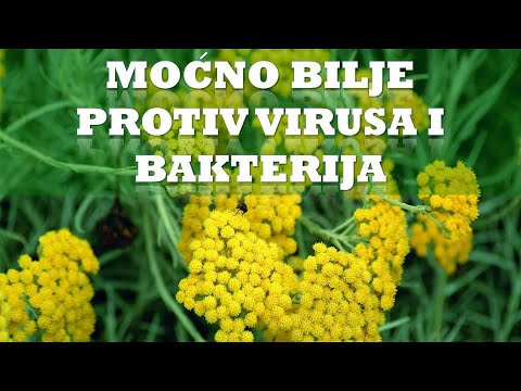 Video: Smilje - Upotreba Pješčane Biljke Smilja I Recepti Za Njezinu Upotrebu