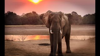 Let’s Explore 50 Amazing Animals!