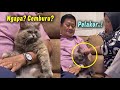 LUCU BANGET.!😂 Kucing Berantem Sama Emak Gara-Gara Rebutan Bapak.! Endingnya Ngakak