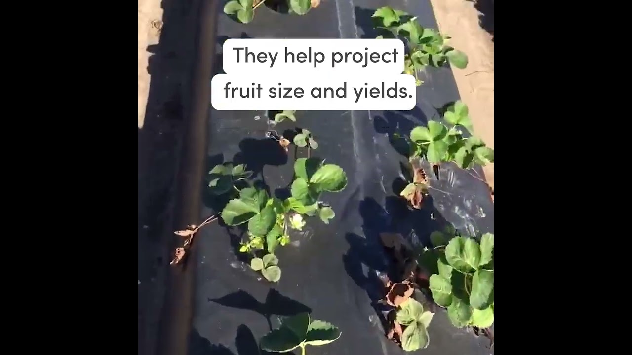 Astin Farms: Howard Johnson