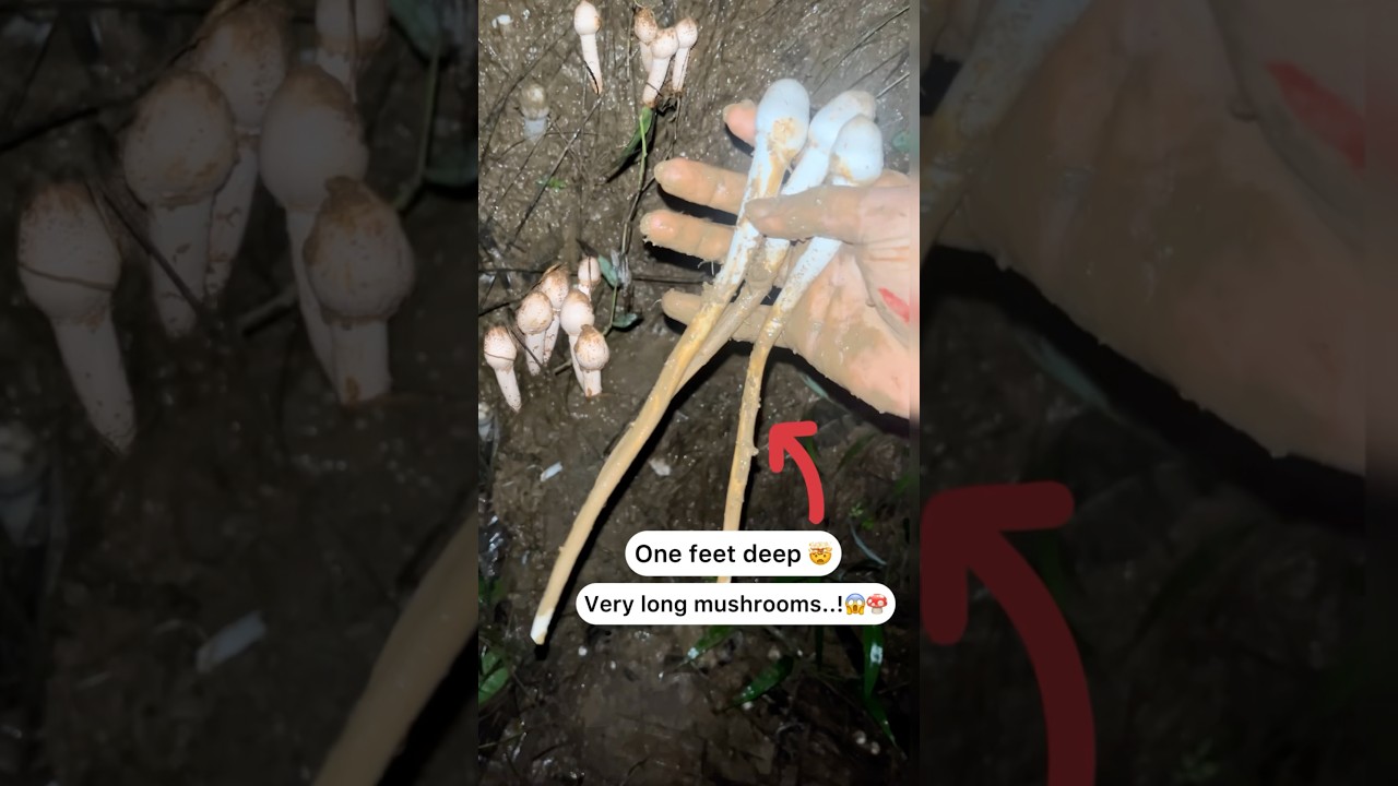 Long jungle mushrooms 😋😍🍄 1 feet long 😱 