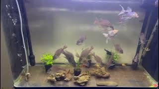 ❤️🧿👉AqUaPeTs 🐠🫧