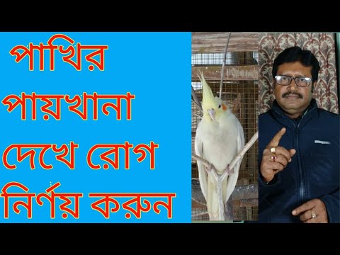 ভিডিও: কীভাবে একজোড়া তোতা চয়ন করবেন