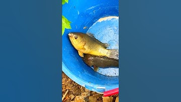 Cấu cá giải trí - câu cá rô đồng ở vùng nông thôn