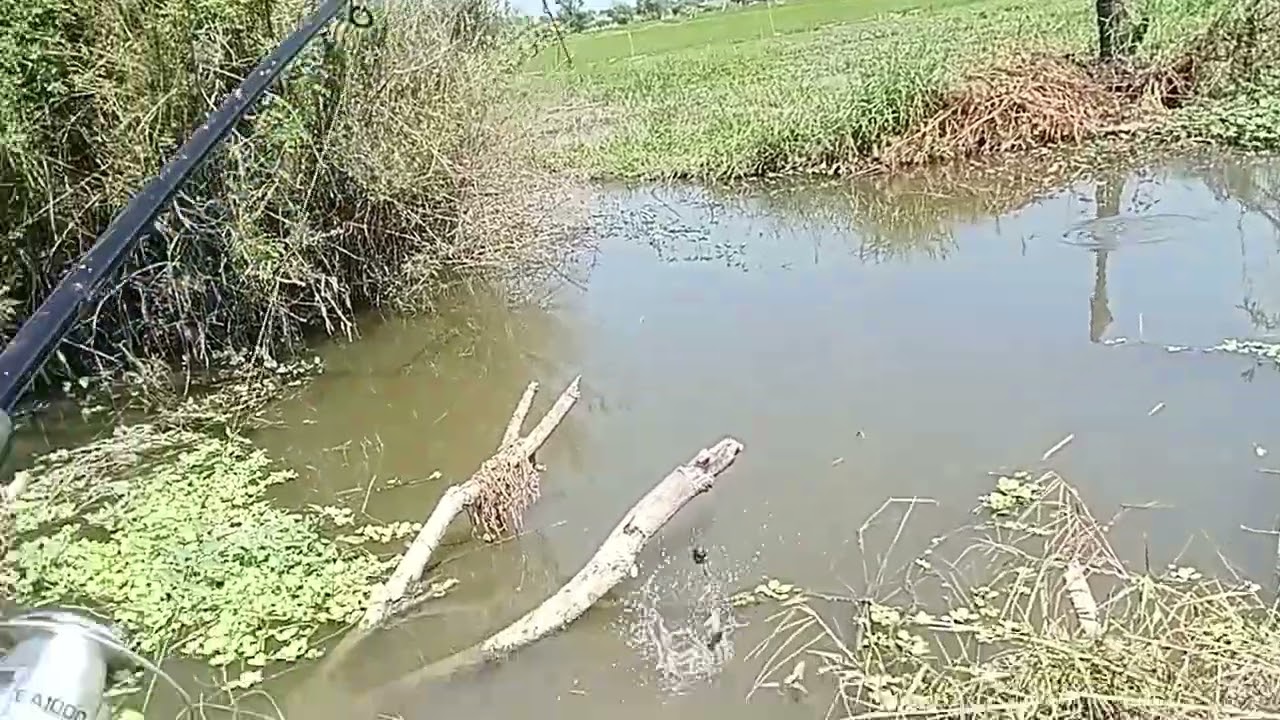 Dapat biwasin ka agad nilulunok pati hook!!! #ALVARANFISHHUNTER #tiksayfishing!!!