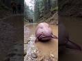 Animales Que Dan A Luz En El Agua De Formas Tan Extrañas... Que Parecen Falsas 😱🌊