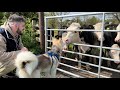 Husky Puppy &amp; Baby Meets Cows For The First Time!!😂. Humphrey Kissed Them!!🐄