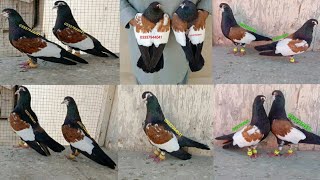 Black Khal Guldar Beautiful Pigeon Multani Khal Kabootar l Pigeons l Kabootar