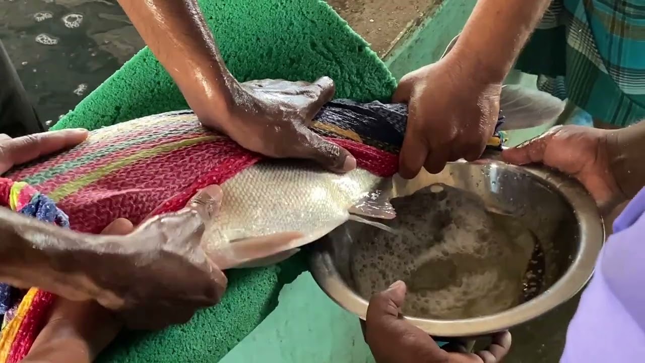 Professional Fish Egg Harvesting by Belly Squeezing