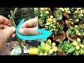 How to graft lemon tree best way to grafting lemon fruit plant lemon tree grafting techniques fast
