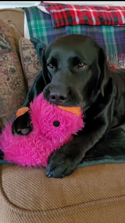 #blacklab #dogtoys