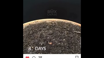 115 days red bell pepper seed to fruit time  lapse 🌶️ @hashim alghaili
