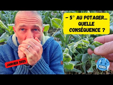 Vidéo: Les semis de radis peuvent-ils survivre au gel ?