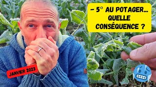 Quels sont les semis et cultures résistant au gel ? #potager #janvier 2023