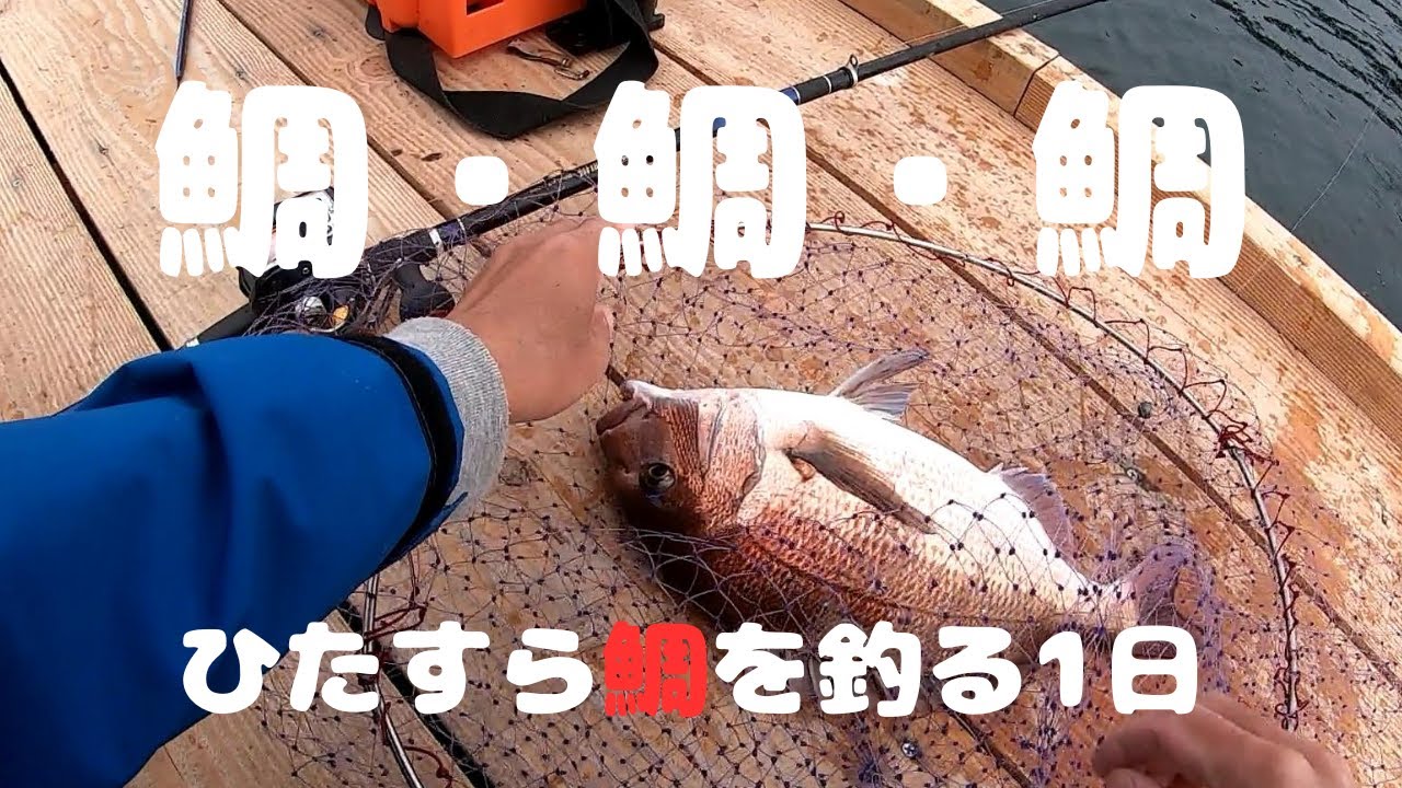 鯛・鯛・鯛！エサ片付けちゃうよ作戦【海上釣堀辨屋】