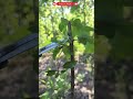 How to Prune a 1-Year-Old Apricot Tree | Beginner Guide#satisfying #pruning #shorts #farming